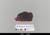 藏品(中國湖北皮影戲盔帽)的圖片